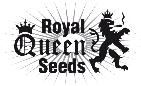Royal Queen Seeds Watermelon auto