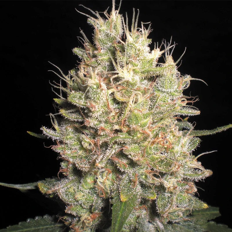 Samsara Seeds Crazy Miss Hyde Auto 5ks