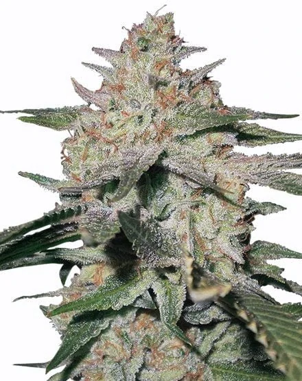 Ministry of Cannabis Northern Lights