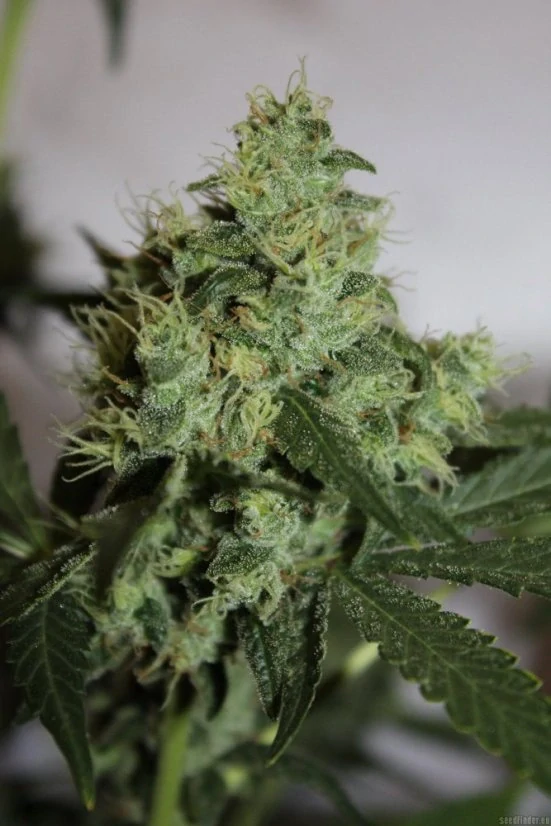 Sensi Seeds Northern Light #5 x Haze 10ks