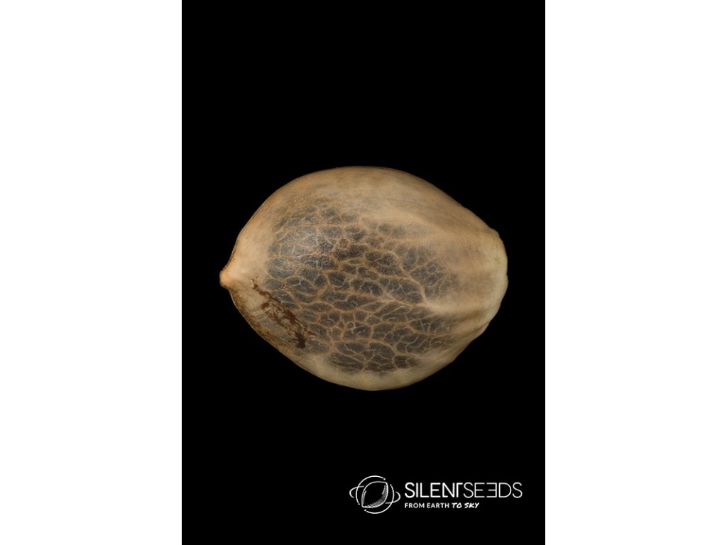 Silent Seeds OG Kush feminized 