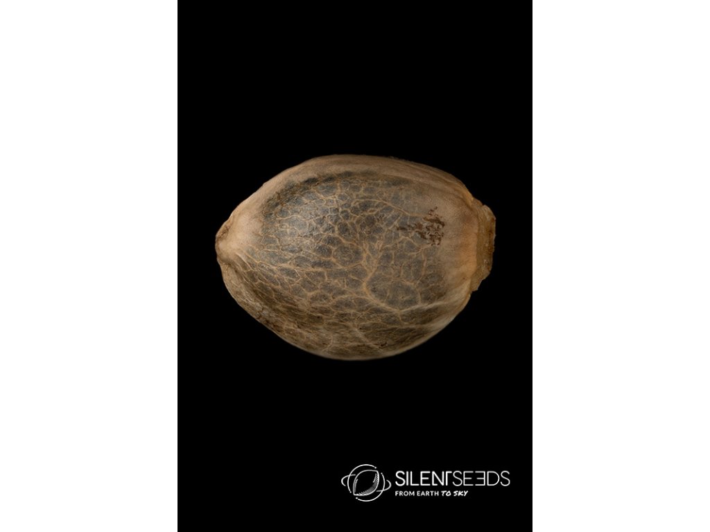 Silent Seeds White Widow feminized 5ks