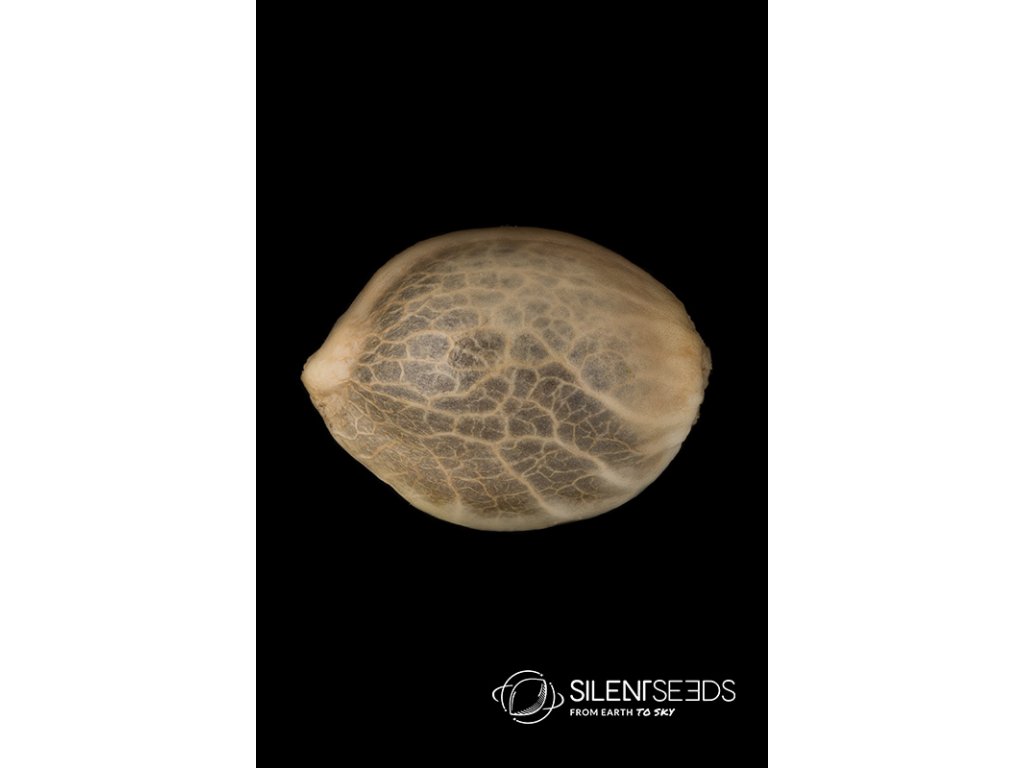 Silent Seeds Grape Juice feminized 3ks