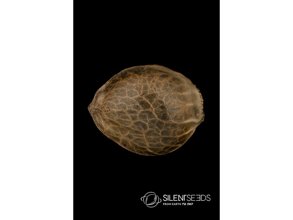 Silent Seeds Moby Dick feminized 3ks