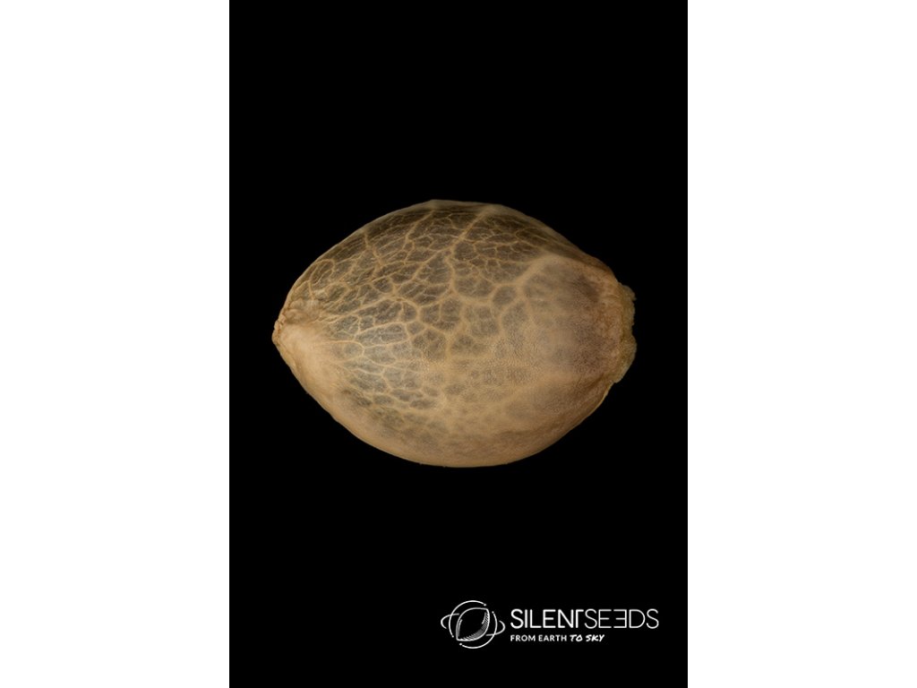 Silent Seeds Critical + 2.0 feminized 