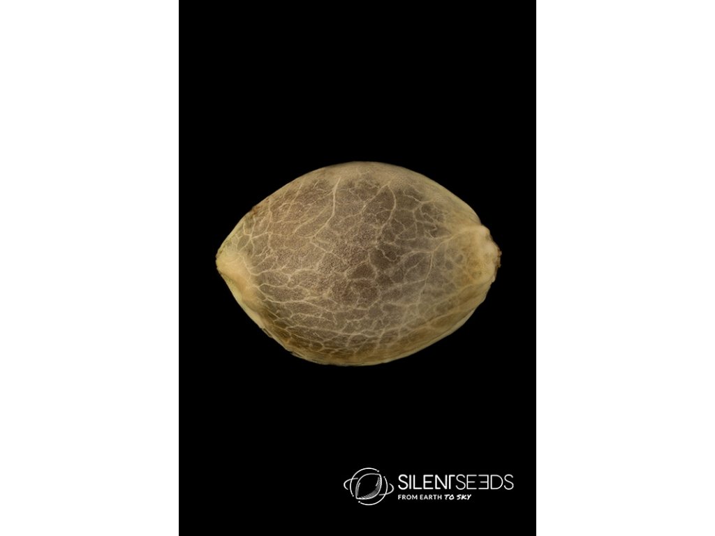 Silent Seeds Gorilla Frost feminized 5ks