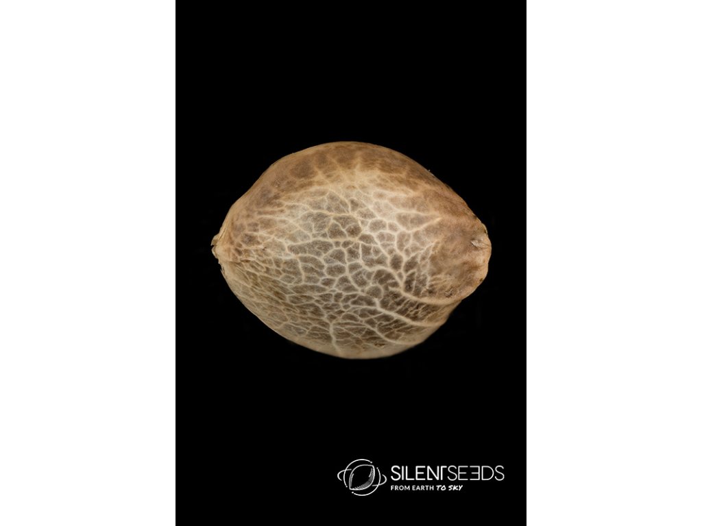 Silent Seeds B-45 feminized 5ks