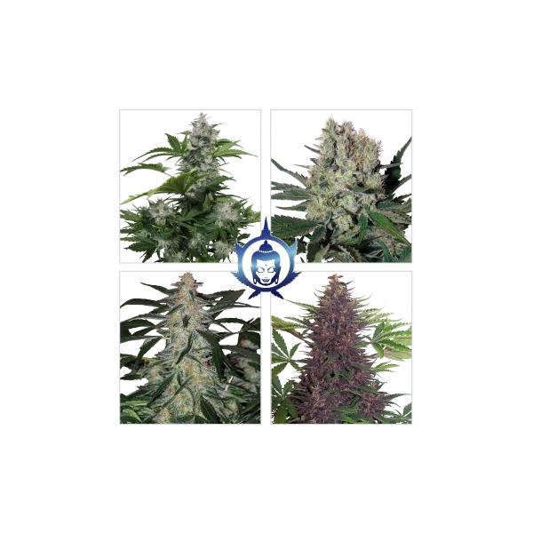 Buddha Seeds Assorted Auto 10ks