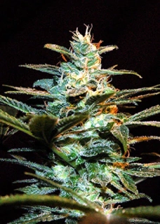 Sweet Seeds Ice Cool