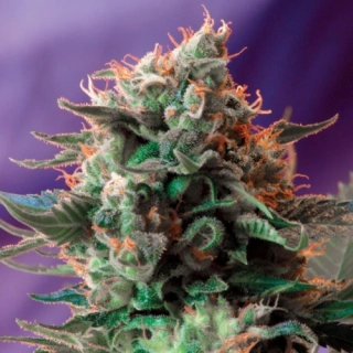 Sweet Seeds Jack 47 Fast Version