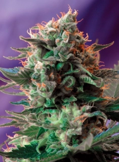 Sweet Seeds Jack 47