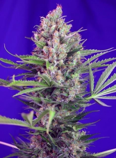 Sweet Seeds Cream Mandarine Fast Version