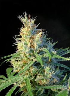 Sweet Seeds Psicodelicia