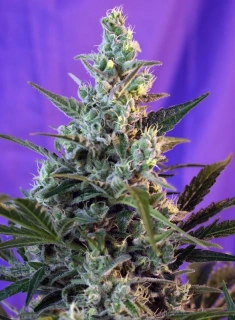 Sweet Seeds Sweet Skunk Fast Version
