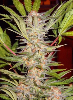 Sweet Seeds S.A.D.
