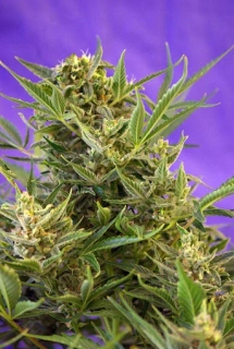 Sweet Seeds Double White