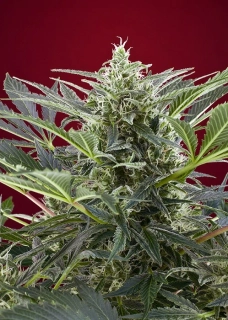 Sweet Seeds Cream 47