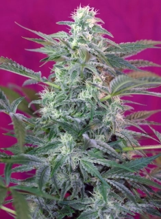 Sweet Seeds Big Foot