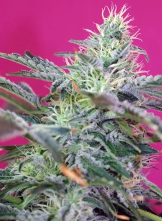Sweet Seeds Sweet Cheese Auto