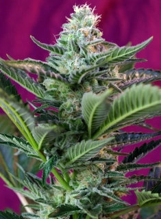 Sweet Seeds Mohan Ram Auto