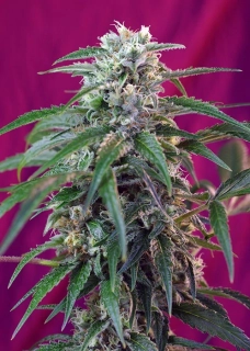 Sweet Seeds Green Poison Auto