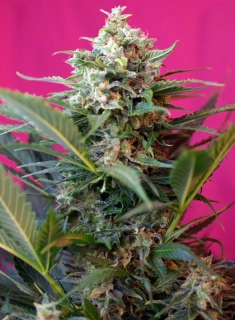 Sweet Seeds Big Devil XL Auto