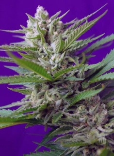 Sweet Seeds Speed Devil Auto