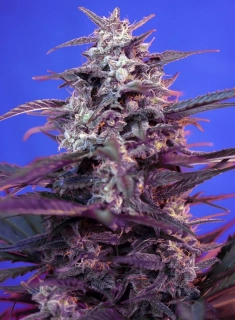 Sweet Seeds Bloody Skunk Auto