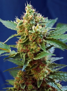 Sweet Seeds Cream Mandarine Auto