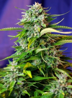Sweet Seeds Jack 47 Auto