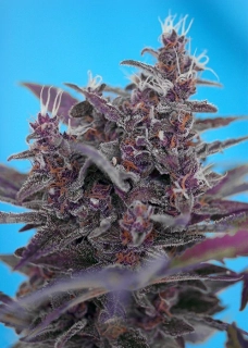 Sweet Seeds Black Cream Auto