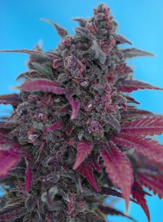 Sweet Seeds Dark Devil Auto