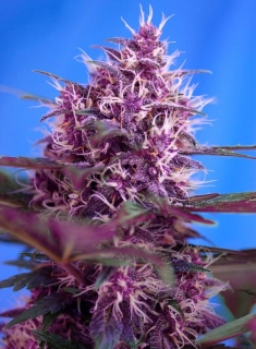 Sweet Seeds Red Poison Auto