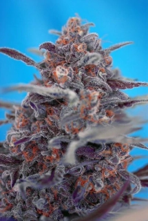 Sweet Seeds Devil Cream Auto