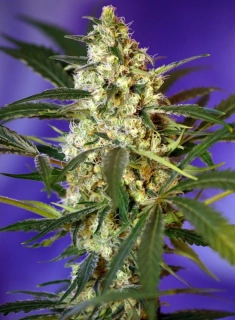 Sweet Seeds Fast Bud 2 Auto