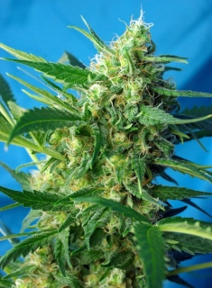 Sweet Seeds Ice Cool Auto