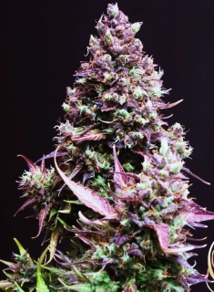 Sweet Seeds Cream Caramel Auto