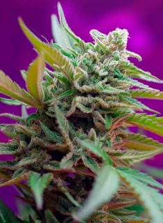 Sweet Seeds Black Jack Auto