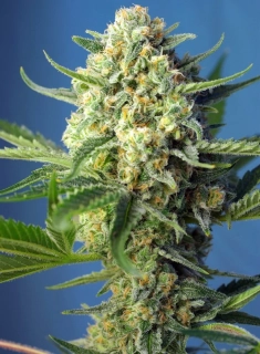 Sweet Seeds S.A.D. Auto