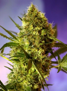 Sweet Seeds Big Devil 2 Auto