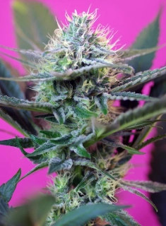 Sweet Seeds Sweet mix Auto 10ks