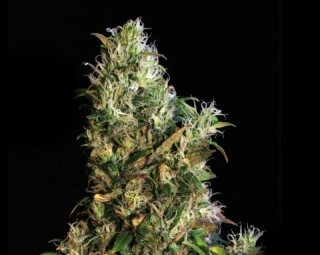 Eva seeds High Level