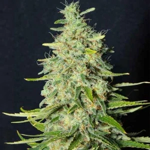 Eva seeds Monster