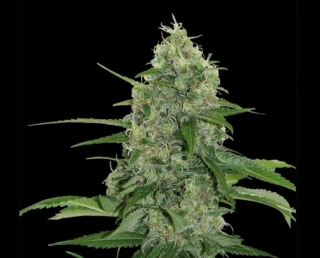 Eva seeds Veneno