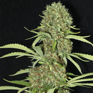 Eva seeds Jamaican Dream