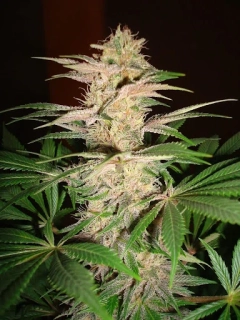 Eva seeds Pink Plant