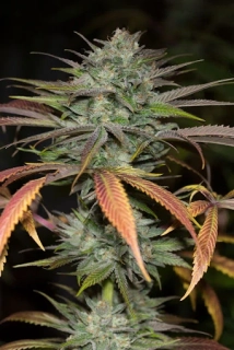 Humboldt Seeds Bubba Kush