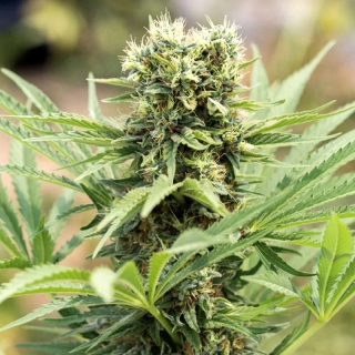 Humboldt Seeds Dedoverde Haze Auto