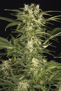 Humboldt Seeds Lemon Juice Express