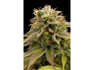 Humboldt Seeds Lemon Thai Kush